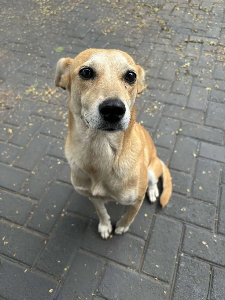 A light brown dog sitting on a paved path, looking up at the camera